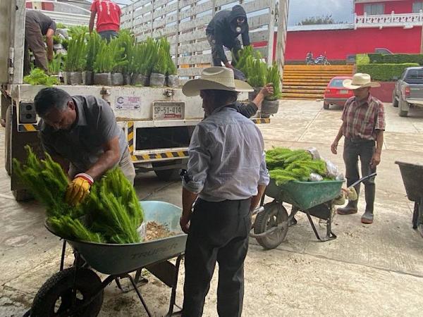 Entrega gobierno estatal 3 millones 484 mil plantas para reforestación