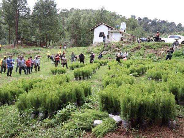 Entrega gobierno estatal 7 millones de plantas y árboles para reforestar