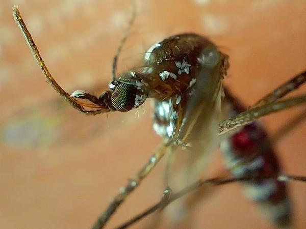 Acumula Puebla 4 mil 350 contagios por dengue durante 2024: Salud